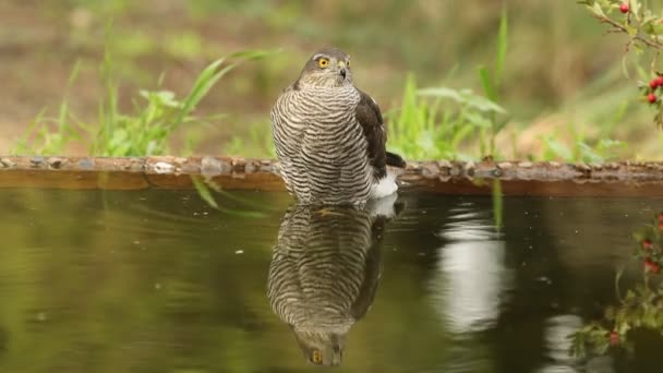 Volwassen Vrouwtje Euraziatische Sparrowhawk Badend Drinkend Een Waterpunt Een Dennen — Stockvideo