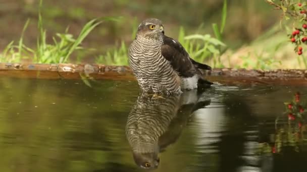 Volwassen Vrouwtje Euraziatische Sparrowhawk Badend Drinkend Een Waterpunt Een Dennen — Stockvideo