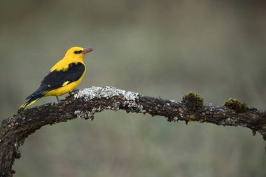 Üreme bölgesindeki en sevdiği tüneklerden birinde altın sarısı erkek yağmurlu, açık ve baharda bulutlu bir günün son ışıklarıyla.