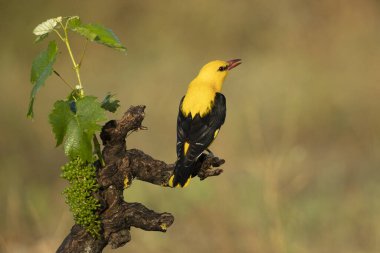 Üreme bölgesindeki en sevdiği tüneklerden birinde altın sarısı erkek yağmurlu, açık ve baharda bulutlu bir günün son ışıklarıyla.