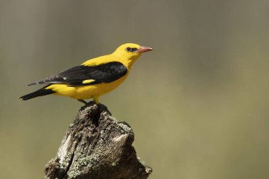 Üreme bölgesindeki en sevdiği tüneklerden birinde altın sarısı erkek yağmurlu, açık ve baharda bulutlu bir günün son ışıklarıyla.