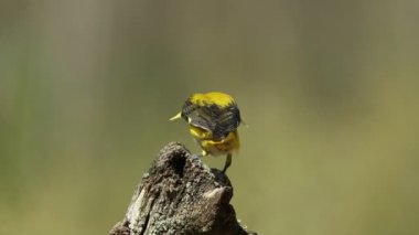 Çok yağmurlu ve bulutlu bir bahar gününde öğleden sonranın son ışıklarıyla altın sarısı bir dişi.