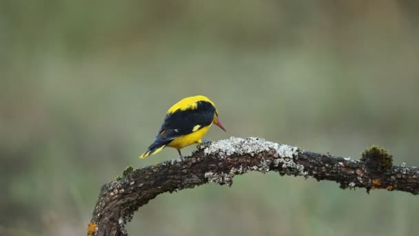 春天的一个下雨天的下午 在河边的森林里 金黄的黄褐色的雄鸟带着一天的最后一盏灯 — 图库视频影像