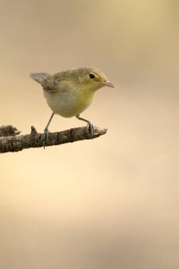 Bir sonbahar gününün ilk ışıklarıyla Akdeniz 'de çam ve meşe ağaçlarından oluşan bir ormanda İberya şifonu.