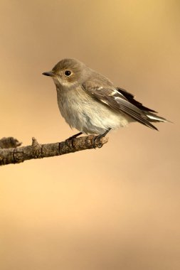 Akdeniz ormanlarında bir sonbahar gününün ilk ışıklarıyla kışın uçan kelebek avcısı.