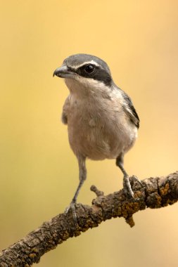 Bir Akdeniz meşesi ve çam ormanındaki av tüneğindeki Güney gri örümceği kış gününün son ışıklarıyla