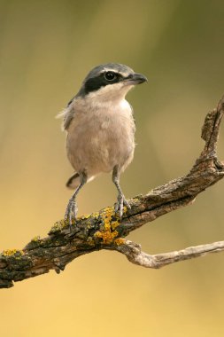 Bir Akdeniz meşesi ve çam ormanındaki av tüneğindeki Güney gri örümceği kış gününün son ışıklarıyla