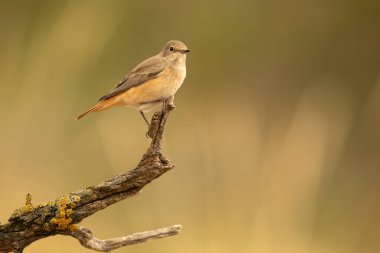 Günün ilk ışıklarıyla birlikte ilkbaharda meşe ormanlarındaki çiftleşme bölgesindeki tüneğindeki sıradan kızıl dişiler.