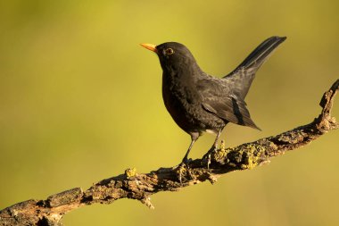 Akdeniz ormanlarında bir sonbahar gününde öğleden sonranın son ışıklarıyla sıradan bir karatavuk.