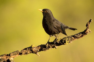 Akdeniz ormanlarında bir sonbahar gününde öğleden sonranın son ışıklarıyla sıradan bir karatavuk.
