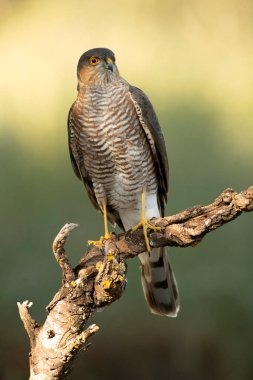 Yetişkin erkek Avrasya atmacası sonbaharda bir Akdeniz ormanında sabahın ilk ışıklarıyla avlanıyor.