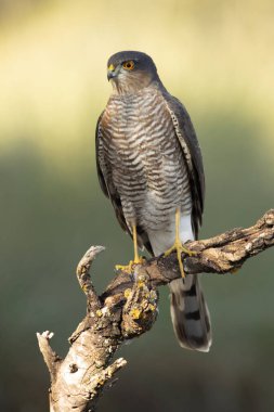 Yetişkin erkek Avrasya atmacası sonbaharda bir Akdeniz ormanında sabahın ilk ışıklarıyla avlanıyor.