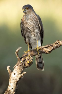 Yetişkin erkek Avrasya atmacası sonbaharda bir Akdeniz ormanında sabahın ilk ışıklarıyla avlanıyor.