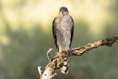 Yetişkin erkek Avrasya atmacası sonbaharda bir Akdeniz ormanında sabahın ilk ışıklarıyla avlanıyor.