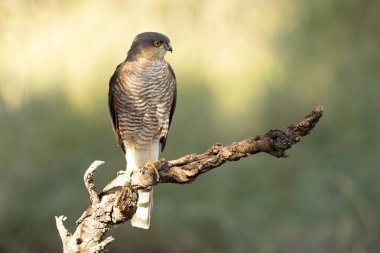 Yetişkin erkek Avrasya atmacası sonbaharda bir Akdeniz ormanında sabahın ilk ışıklarıyla avlanıyor.