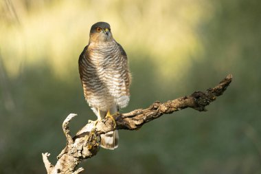 Yetişkin erkek Avrasya atmacası sonbaharda bir Akdeniz ormanında sabahın ilk ışıklarıyla avlanıyor.