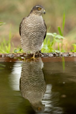 Yetişkin dişi Avrasyalı atmaca Akdeniz 'de bir çam ve meşe ormanının içinde bir su birikintisinde kış gününün ilk ışıklarıyla