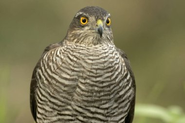 Yetişkin dişi Avrasyalı Atmaca, sonbaharda bir Akdeniz ormanının ilk sabahında bir su birikintisinde.