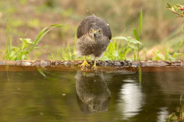 Yetişkin dişi Avrasyalı atmaca Akdeniz 'de bir çam ve meşe ormanının içinde bir su birikintisinde kış gününün ilk ışıklarıyla