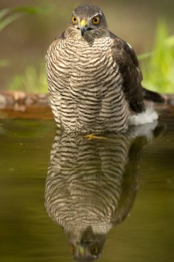 Yetişkin dişi Avrasyalı atmaca Akdeniz 'de bir çam ve meşe ormanının içinde bir su birikintisinde kış gününün ilk ışıklarıyla