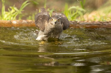 Yetişkin dişi Avrasyalı atmaca Akdeniz 'de bir çam ve meşe ormanının içinde bir su birikintisinde kış gününün ilk ışıklarıyla