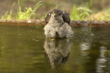 Yetişkin dişi Avrasyalı atmaca Akdeniz 'de bir çam ve meşe ormanının içinde bir su birikintisinde kış gününün ilk ışıklarıyla