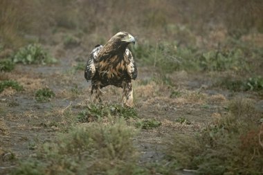 İspanyol İmparatorluk Kartalı 'nın 4 yıllık kış günü günün ilk ışıklarıyla niebla' sının büyük bir kısmı.