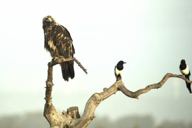 İspanyol İmparatorluk Kartalı 'nın 4 yıllık kış günü günün ilk ışıklarıyla niebla' sının büyük bir kısmı.