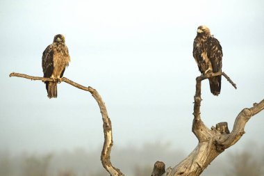 Dört yaşında erkek ve dişi İspanyol İmparatorluk Kartalı soğuk bir kış gününde en sevdikleri gözetleme kulesinde