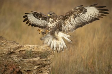 Soğuk bir kış gününde sabahın ilk ışıklarıyla uçan sıradan bir akbaba.