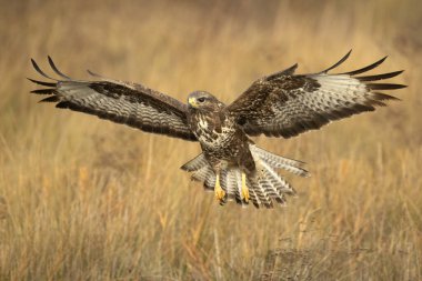 Soğuk bir kış gününde sabahın ilk ışıklarıyla uçan sıradan bir akbaba.