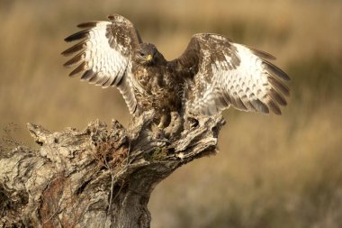 Soğuk bir kış gününde sabahın ilk ışıklarıyla uçan sıradan bir akbaba.