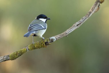Great tit in an oak forest at first light in the morning