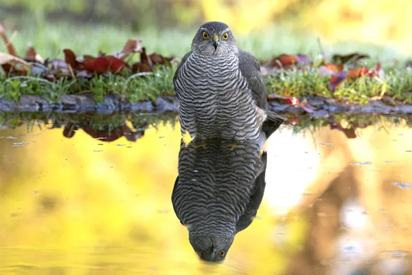 Yetişkin dişi Avrasyalı atmaca güz mevsiminde Akdeniz meşe ve çam ormanlarındaki bir su birikintisinde günün son ışığında