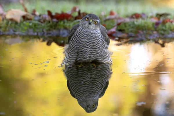 Yetişkin dişi Avrasyalı atmaca güz mevsiminde Akdeniz meşe ve çam ormanlarındaki bir su birikintisinde günün son ışığında