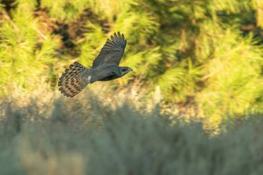 Yetişkin dişi Kuzey Şahini soğuk bir kış gününün son ışıklarıyla Akdeniz ormanlarında uçuyor.