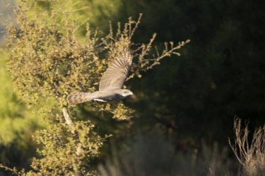 Yetişkin dişi Kuzey Şahini soğuk bir kış gününün son ışıklarıyla Akdeniz ormanlarında uçuyor.