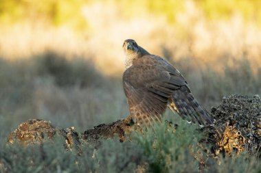 Akdeniz meşe ormanlarında öğlenin son ışıklarıyla beslenen Kuzeyli dişi atmaca.