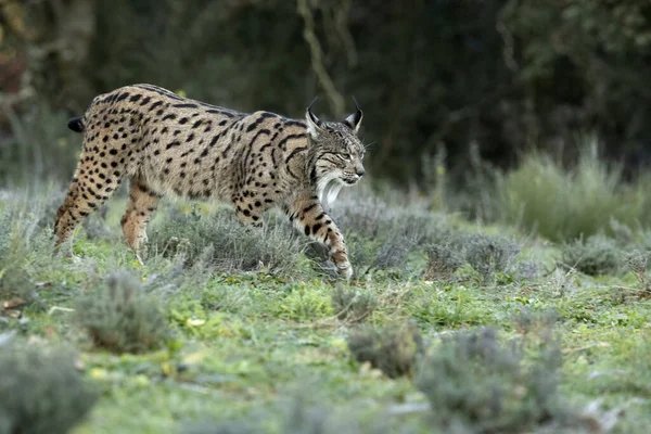 stock image Adult female Iberian Lynx walking through her territory within a Mediterranean forest at the first lights of a cold January day