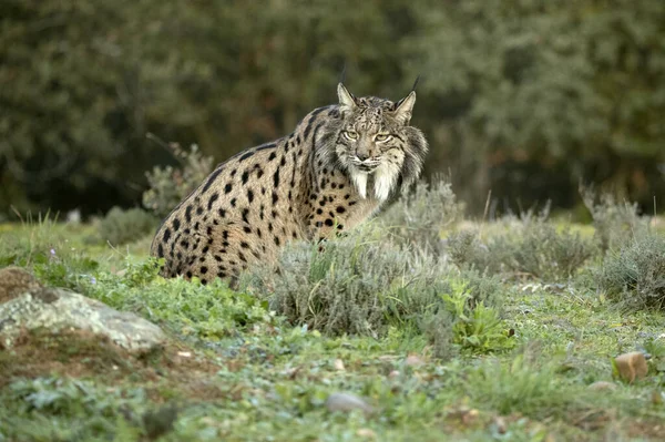 Lynx Ibérique Adulte Marchant Sur Son Territoire Dans Une Forêt Images De Stock Libres De Droits