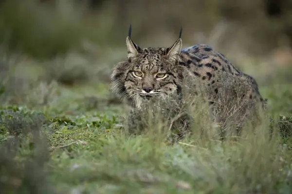 Iberian Lynx Ένα Μεσογειακό Δάσος Πρώτα Φώτα Μιας Κρύας Χειμωνιάτικης Εικόνα Αρχείου