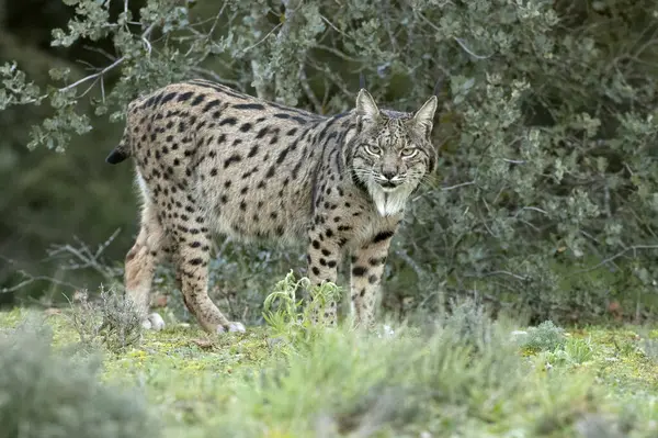 Iberian Lynx Ένα Μεσογειακό Δάσος Πρώτα Φώτα Μιας Κρύας Χειμωνιάτικης Royalty Free Εικόνες Αρχείου
