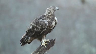 Erkek Altın Kartal, soğuk bir kış gününde güneşin doğuşuyla kendi bölgesindeki en sevdiği gözetleme kulesinde.