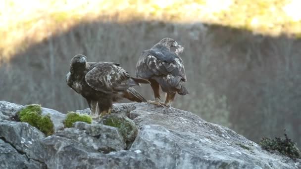 Samec Samice Golden Eagle Dojídají Čerstvě Ulovenou Kořist Horské Oblasti — Stock video