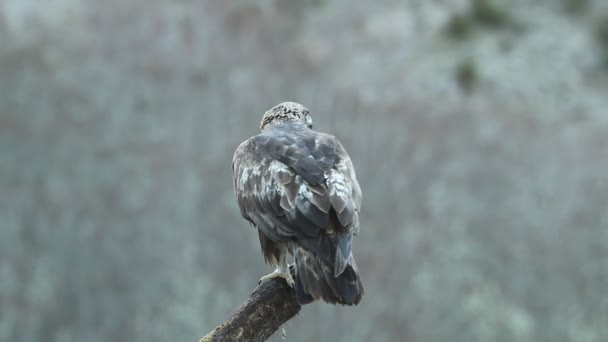 Male Golden Eagle His Favorite Watchtower His Territory Sun Rising — Stock Video