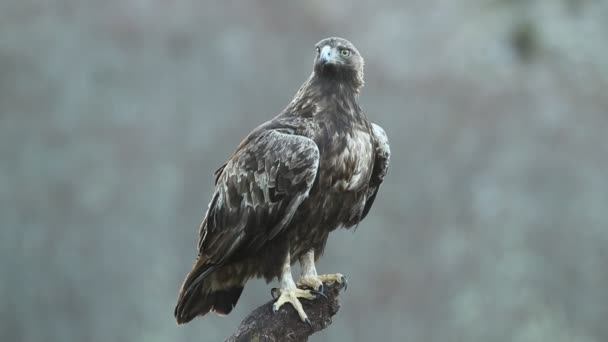 Águila Dorada Masculina Torre Vigilancia Favorita Territorio Amanecer Frío Día — Vídeos de Stock
