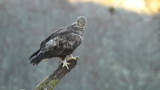 Vulturul Aur Masculin Turnul Său Veghe Preferat Teritoriul Său Răsăritul — Videoclip de stoc
