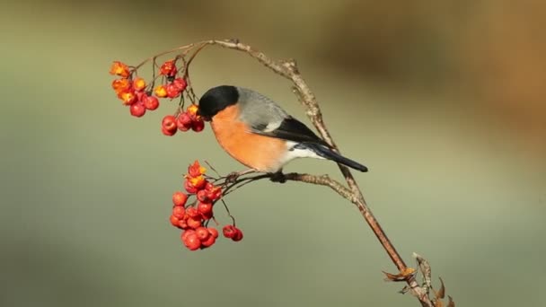 Αρσενικό Ευρασιατικό Bullfinch Τρώει Μούρα Ένα Δάσος Βελανιδιάς Μια Κρύα — Αρχείο Βίντεο