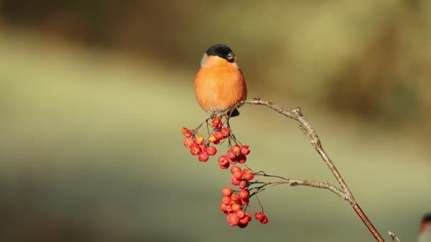 Male Eurasian Bullfinch Eating Berries Oak Forest Cold Winter Day — Stock Video
