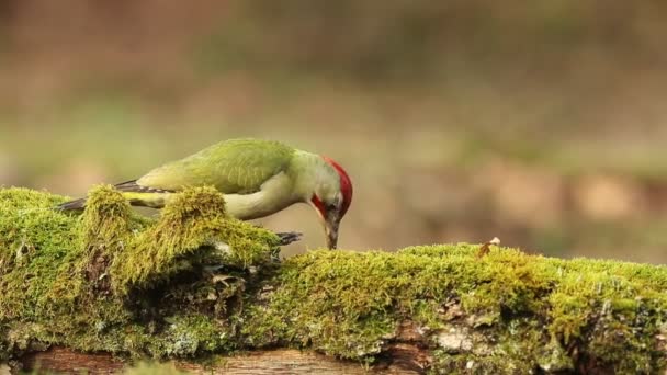 下午的最后一盏灯 一只雄性绿啄木鸟在一棵倒下的橡树上觅食 — 图库视频影像